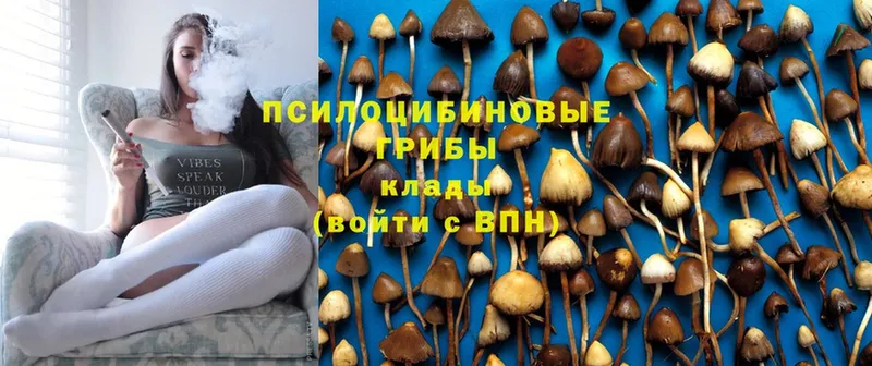 Галлюциногенные грибы Psilocybe Давлеканово